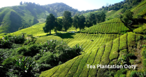 Tea Plantation Ooty