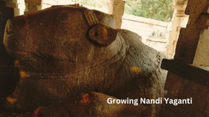 Growing Nandi Yaganti